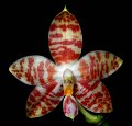 Phal. amboinensis 'Angel Orchids'